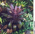 Vriesea Fosteriana
